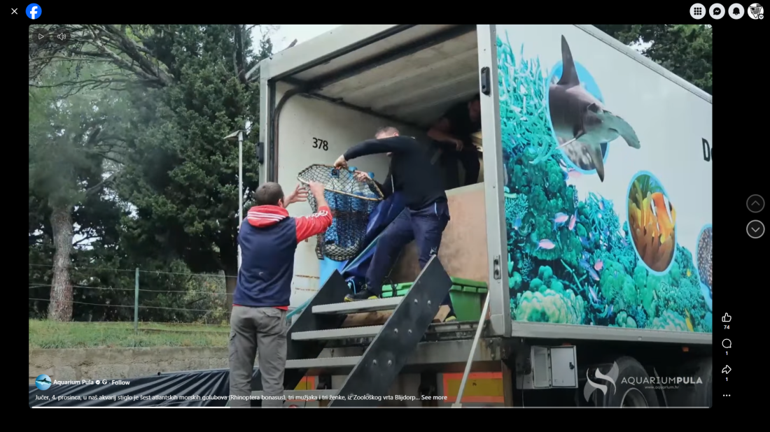 VIDEO Atlantski morski golubovi stigli u Pulu: Naučnici otkrivaju zašto su ugroženi!