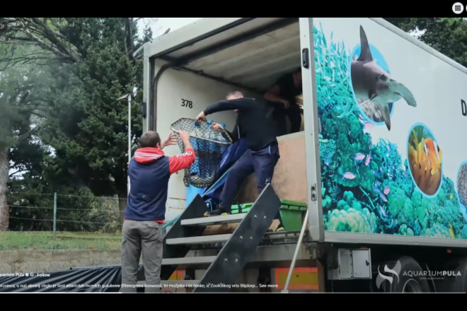 VIDEO Atlantski morski golubovi stigli u Pulu: Naučnici otkrivaju zašto su ugroženi!