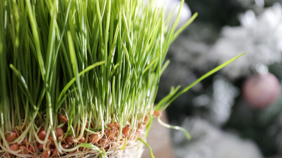 Slavi se spomendan svete Lucije, danas se sije pšenica!