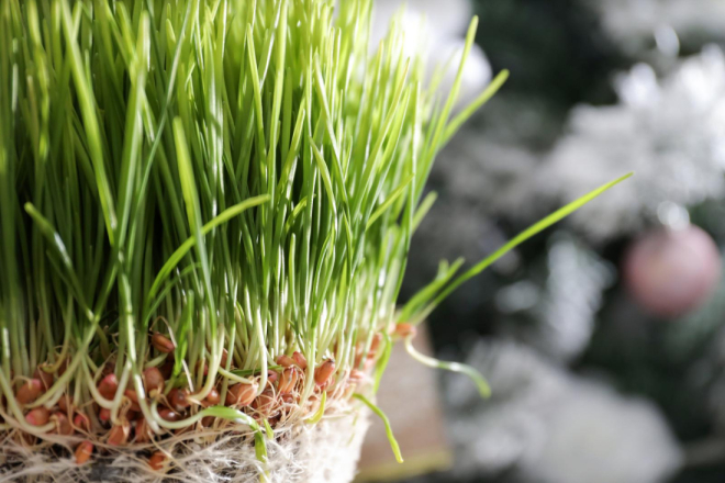 Slavi se spomendan svete Lucije, danas se sije pšenica!