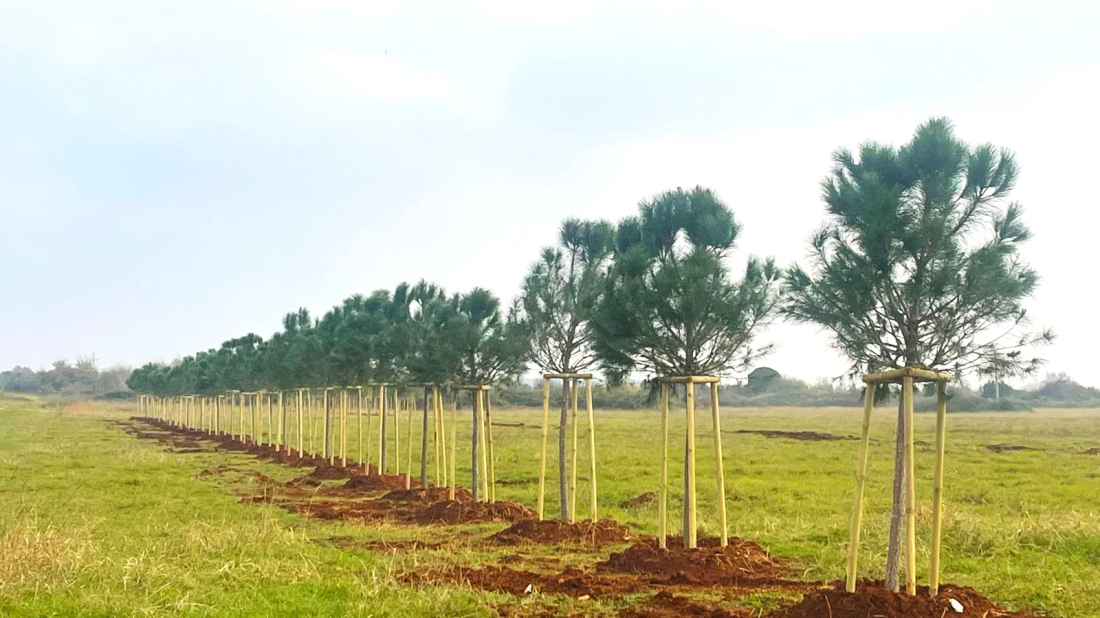 Sadnja 368 novih stabala: Umag kontinuirano i odgovorno širi zelene površine sustavnim akcijama sadnje