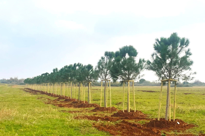 Sadnja 368 novih stabala: Umag kontinuirano i odgovorno širi zelene površine sustavnim akcijama sadnje