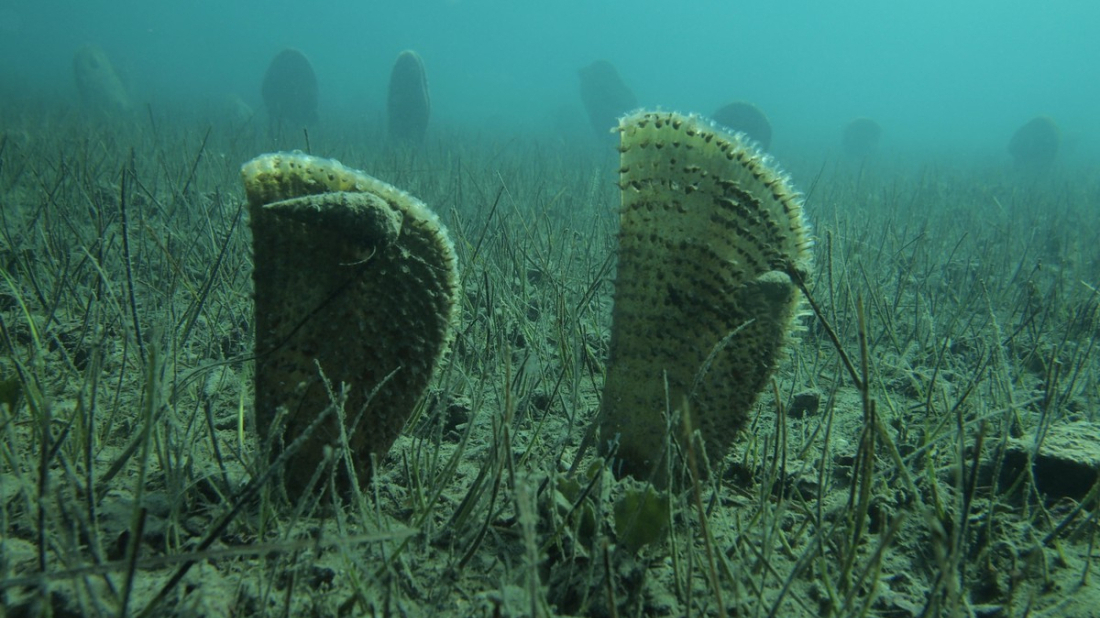 Zelena Istra naglašava: Studiji za planiranu luku Karigador-Brtonigla stručnjaci u Ministarstvu pronašli ozbiljne mane