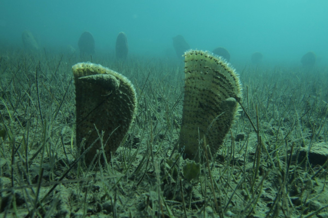 Zelena Istra naglašava: Studiji za planiranu luku Karigador-Brtonigla stručnjaci u Ministarstvu pronašli ozbiljne mane