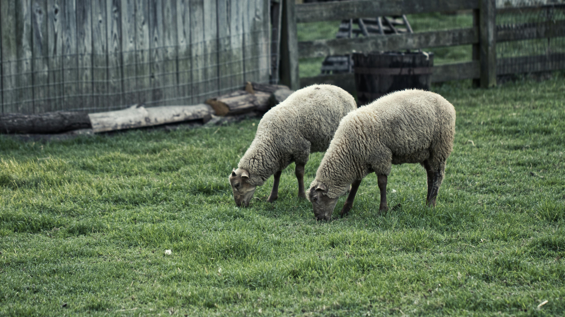 „Istarska ovca je pred izumiranjem, poticaji su mizerni“