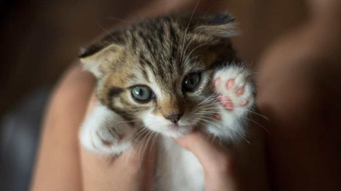 Veterinarska ambulanta Rovinj ponovno pokreće akciju sterilizacije i kastracije mačaka po povoljnijim cijenama!