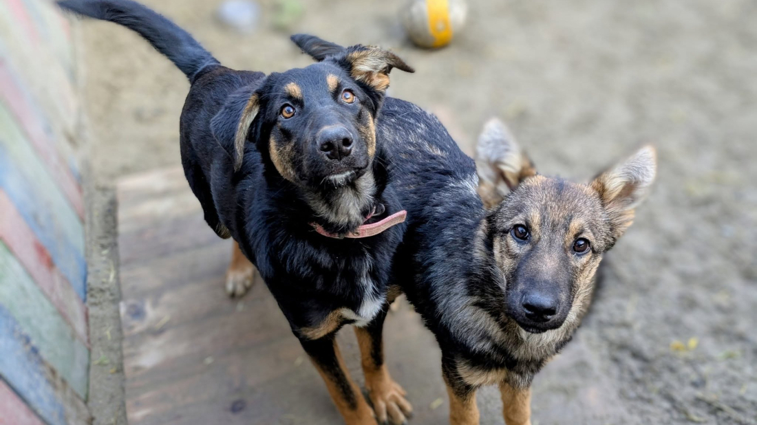Udomi, ne kupuj: Blagdanska euforija svake godine puni skloništa!
