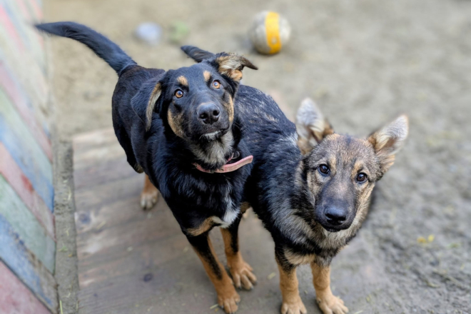 Udomi, ne kupuj: Blagdanska euforija svake godine puni skloništa!