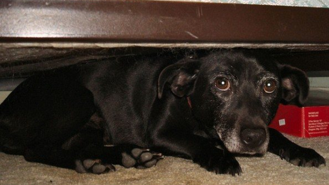 Snimke prestravljenih pasa otkrivaju strašne posljedice pirotehnike