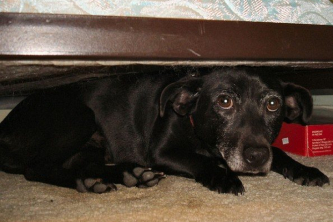 Snimke prestravljenih pasa otkrivaju strašne posljedice pirotehnike