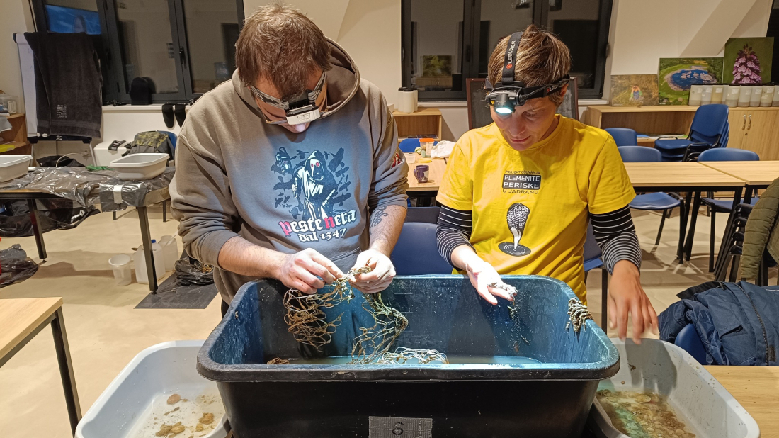 Završeno praćenje kolektora: U porečkom i vrsarskom akvatoriju pronađeno čak 16 mladih plemenitih periski