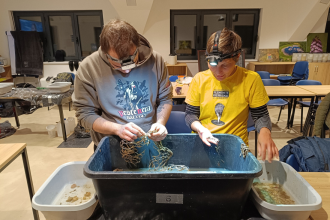 Završeno praćenje kolektora: U porečkom i vrsarskom akvatoriju pronađeno čak 16 mladih plemenitih periski