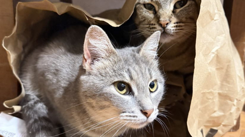 MAČKE KAO PRIRODNI LIJEK: Sedam znanstvenih razloga zašto su dobre za ljudsko zdravlje