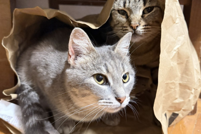 MAČKE KAO PRIRODNI LIJEK: Sedam znanstvenih razloga zašto su dobre za ljudsko zdravlje