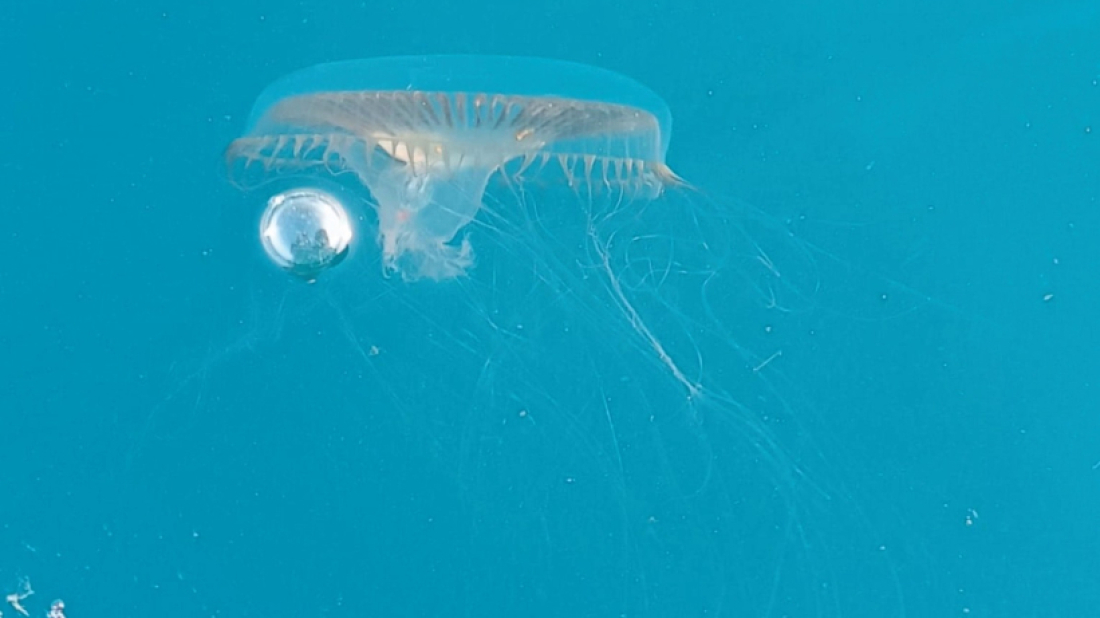 VIDEO Aquarium Pula osvježio izložbene prostore: Više meduza, leptira i edukacije za posjetitelje