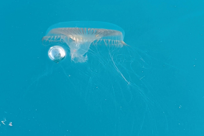 VIDEO Aquarium Pula osvježio izložbene prostore: Više meduza, leptira i edukacije za posjetitelje