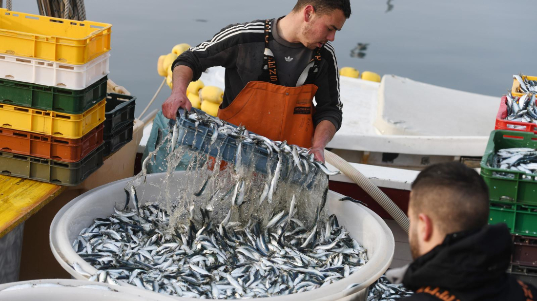 Od danas kreće lovostaj na srdele!
