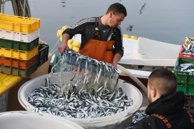 Od danas kreće lovostaj na srdele!