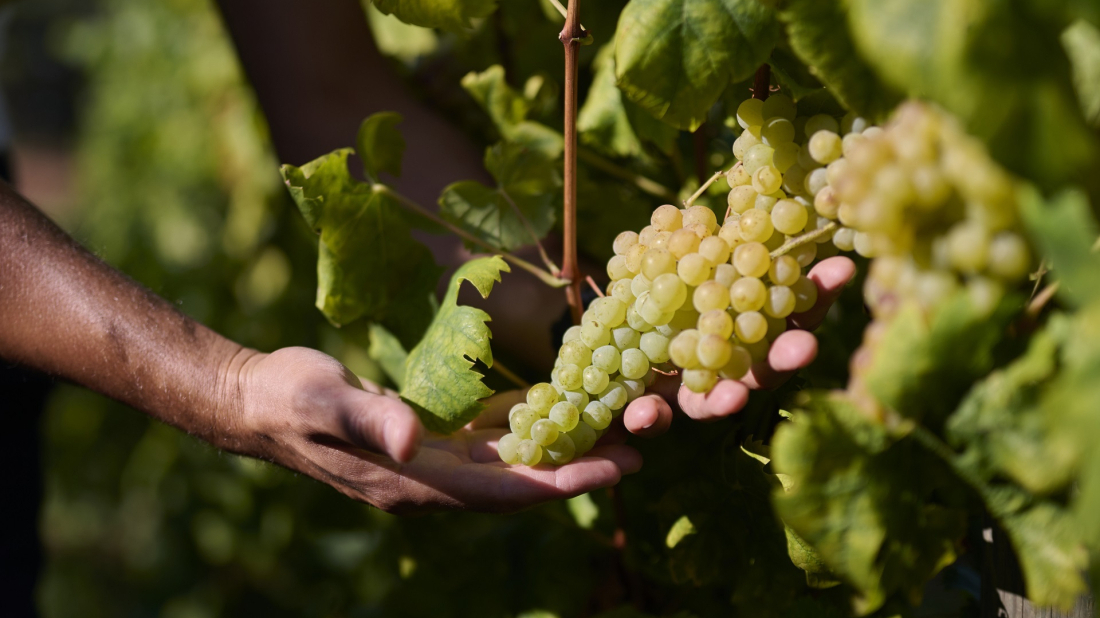 Istarski vinari zadovoljni berbom