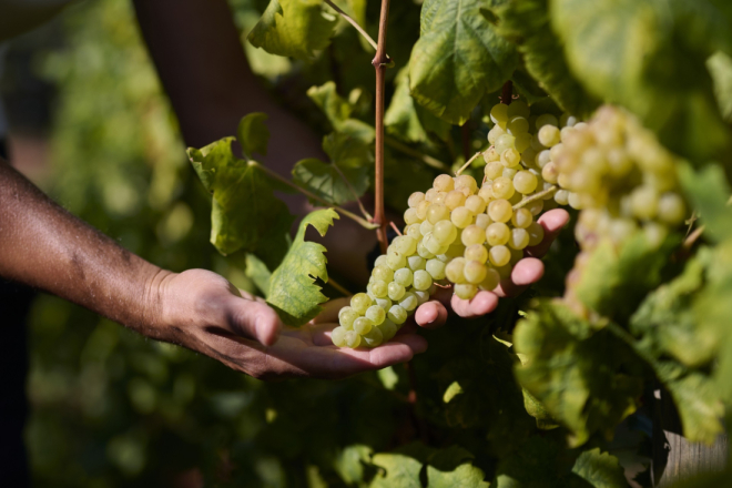 Istarski vinari zadovoljni berbom