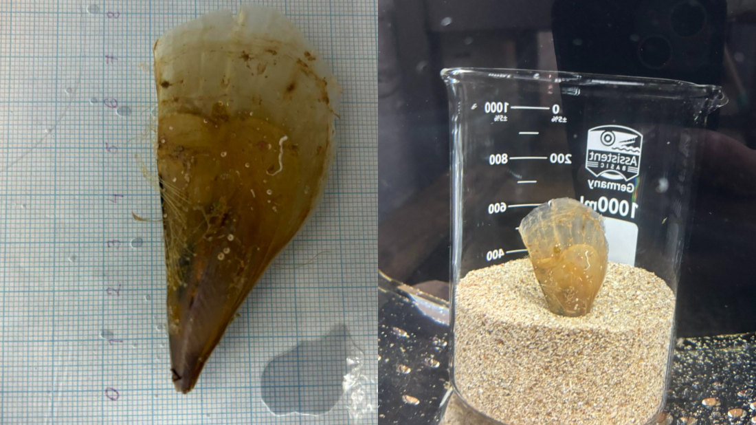 Dobre vijesti: U Limskom zaljevu pronađena mala periska!