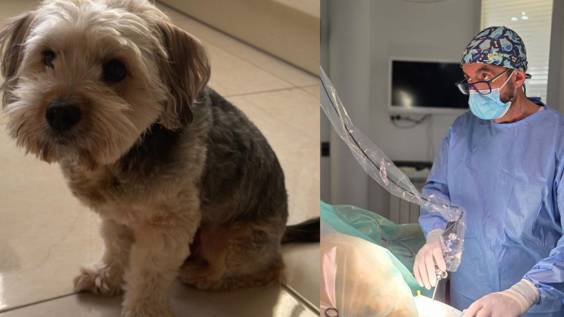 Čudesna intervencija pulskih veterinara spasila Charlieja: "U svojoj 30-godišnjoj karijeri nisam vidio ništa slično!"