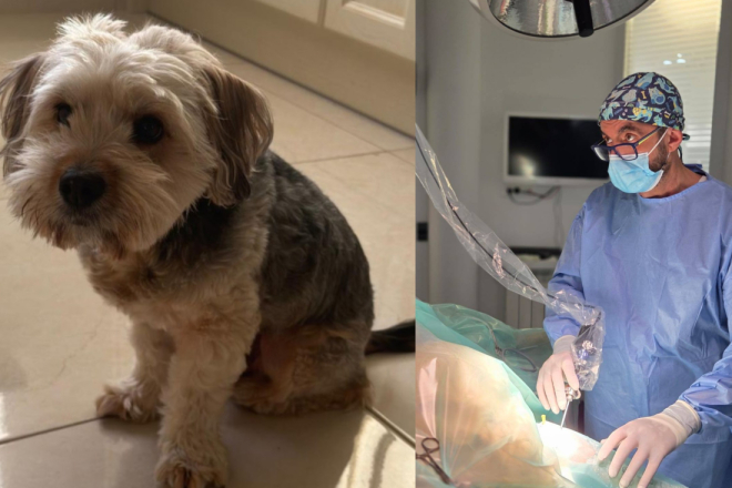 Čudesna intervencija pulskih veterinara spasila Charlieja: "U svojoj 30-godišnjoj karijeri nisam vidio ništa slično!"