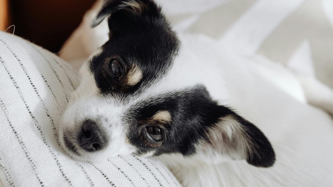 Veterinar iz Rovinja uputio savjete: Evo kako umiriti pse u vrijeme bacanja petardi