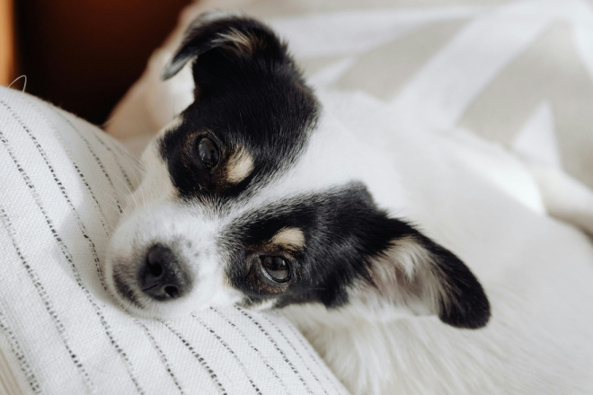 Veterinar iz Rovinja uputio savjete: Evo kako umiriti pse u vrijeme bacanja petardi