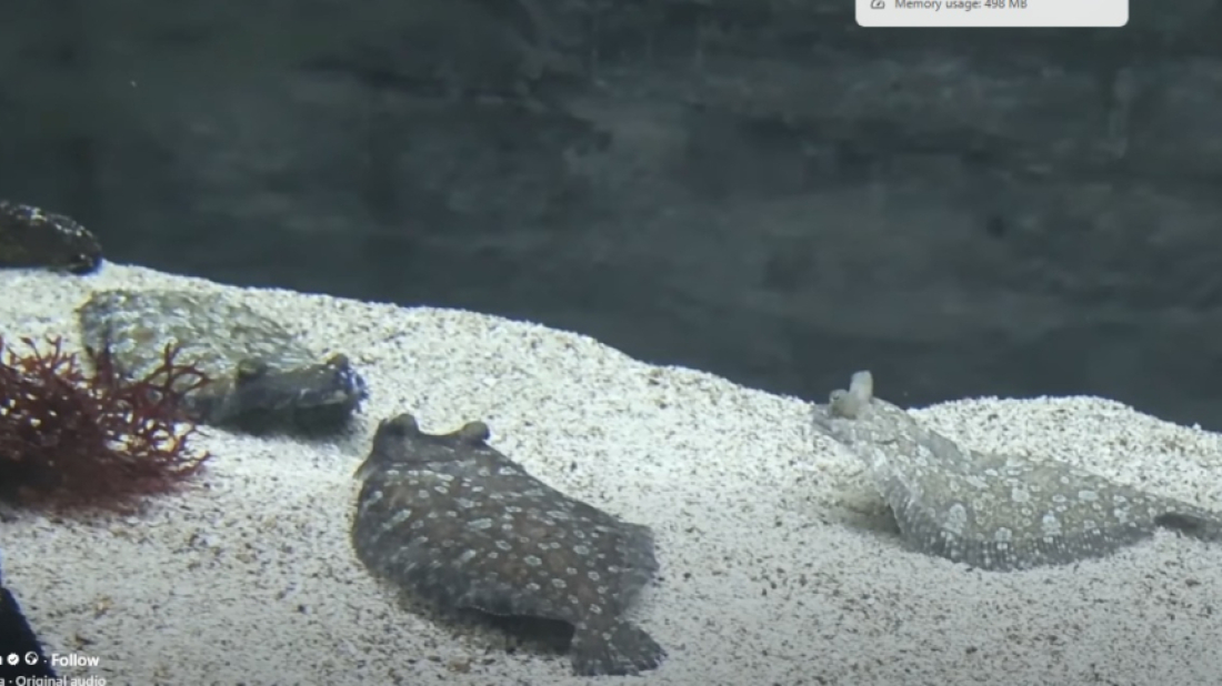 VIDEO “Drama” u akvariju: Mužjaci razoka u teritorijalnom sukobu u Aquariumu Pula