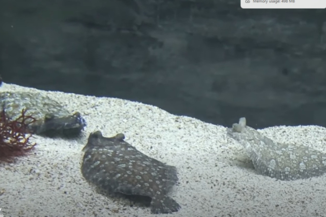 VIDEO “Drama” u akvariju: Mužjaci razoka u teritorijalnom sukobu u Aquariumu Pula