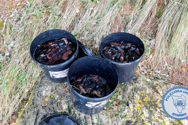 Ilegalni ulov u Banjolama: Muškarac uhvaćen s 103 kilograma morskih krastavaca!