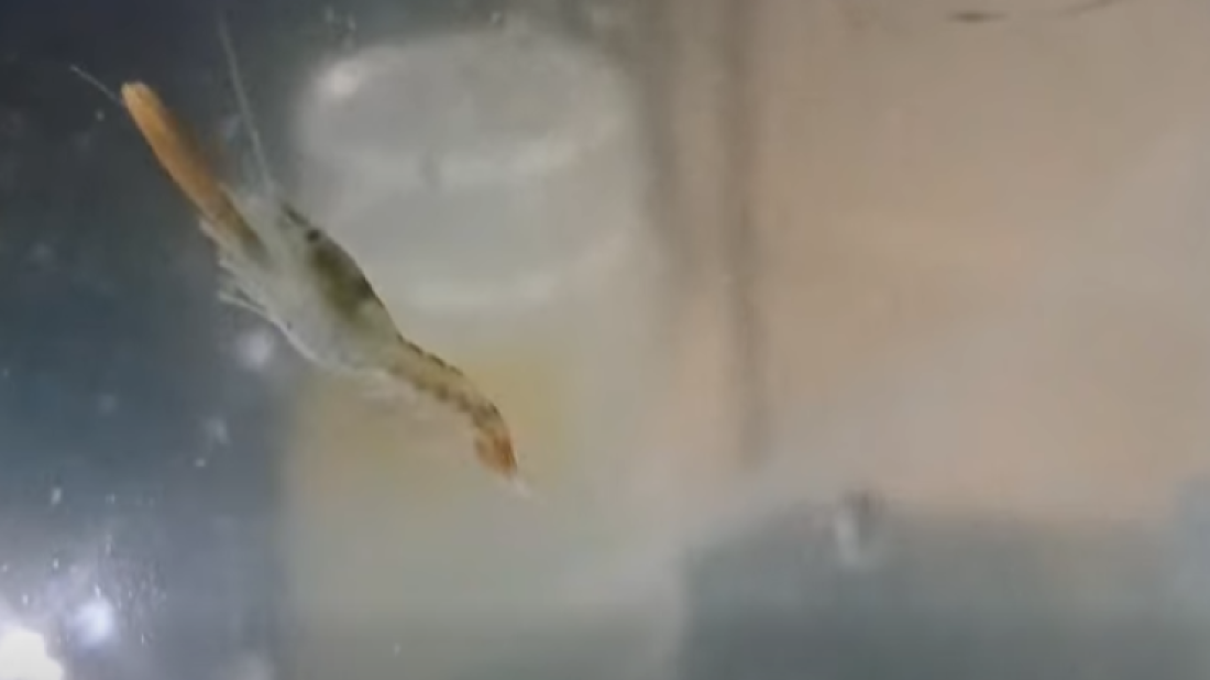 Aquarium Pula bilježi rijedak uspjeh u razvoju hlapa