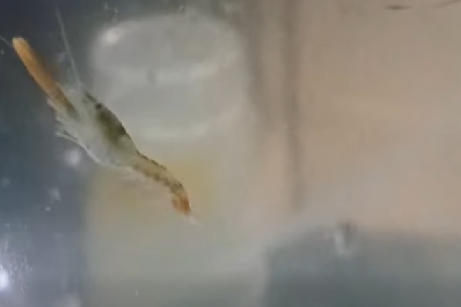 Aquarium Pula bilježi rijedak uspjeh u razvoju hlapa