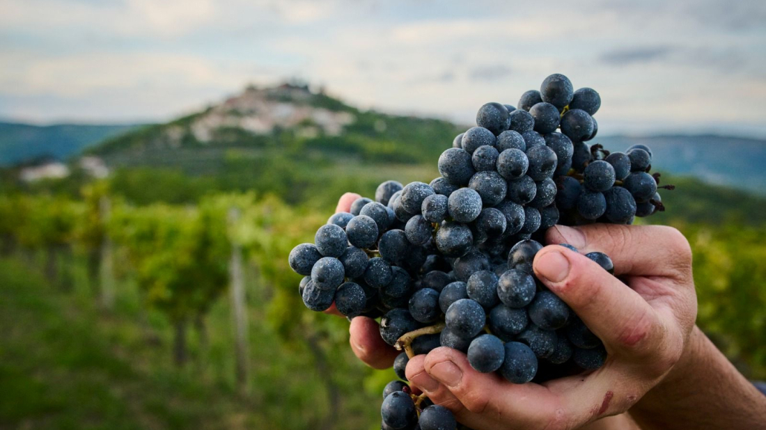 Istra na vinskom tronu jugoistočne Europe - Teran Bertoša najbolji na Decanterovom regionalnom ocjenjivanju