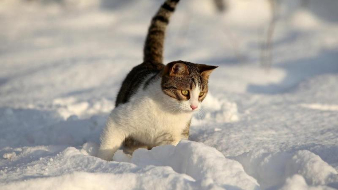 Prijatelji životinja apeliraju na hitno sklanjanje pasa i mačaka u zatvoreno