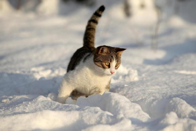 Prijatelji životinja apeliraju na hitno sklanjanje pasa i mačaka u zatvoreno