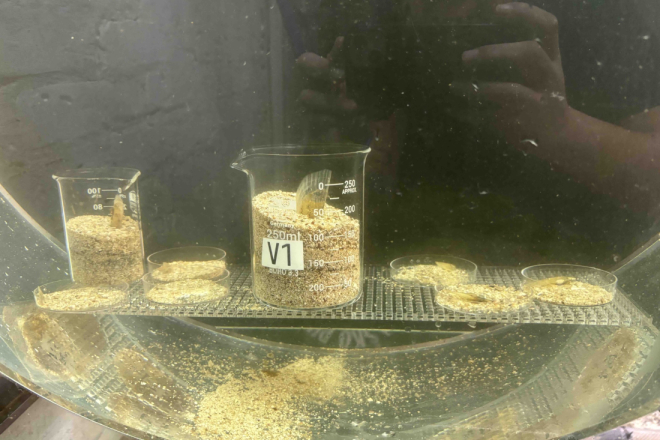 Aquarium Pula: Većina juvenilnih periski zaražena parazitom