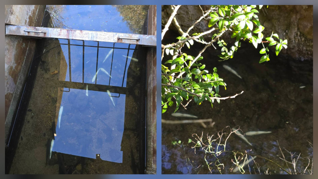 Poznat uzrok pomora ribe u Paludu: Nema trovanja, presudili hladnoća i uvjeti u kanalu