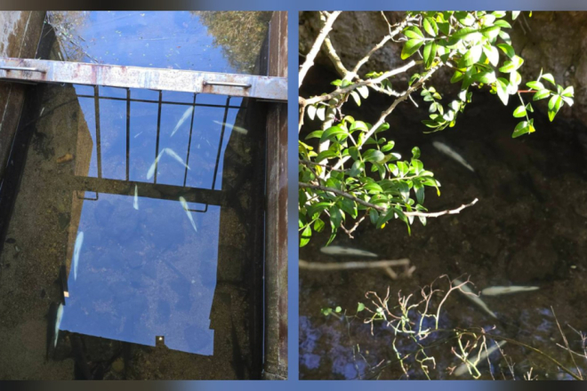 Poznat uzrok pomora ribe u Paludu: Nema trovanja, presudili hladnoća i uvjeti u kanalu