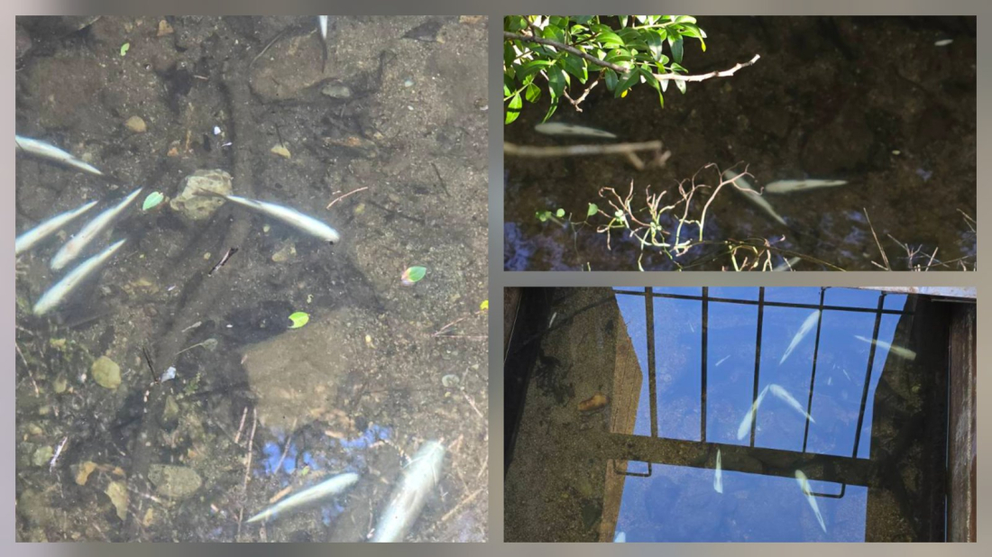 FOTO/VIDEO: Masovni pomor ribe u Paludu: U zaštićenom području zatečen veliki broj uginulih jedinki