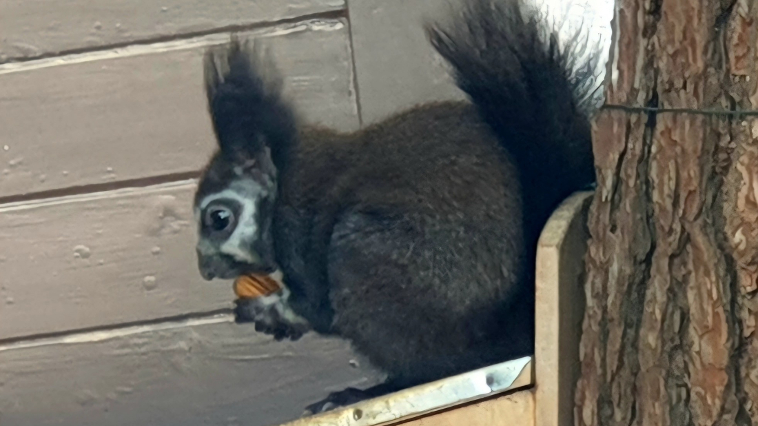 Poreč: Rijetka vjeverica sa bijelim šarama na glavi novi stanovnik Galijota