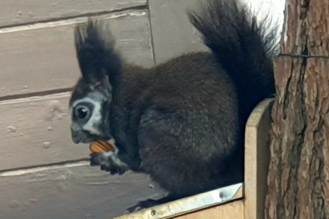 Poreč: Rijetka vjeverica sa bijelim šarama na glavi novi stanovnik Galijota