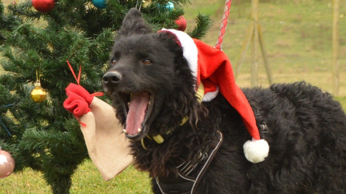 11. Pulica u kaputu ide dalje:  Otvorena je izložba fotografija „Novogodišnje njuškice“