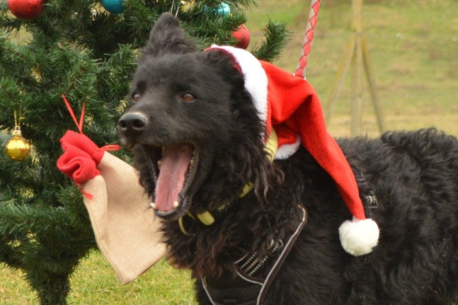 11. Pulica u kaputu ide dalje:  Otvorena je izložba fotografija „Novogodišnje njuškice“