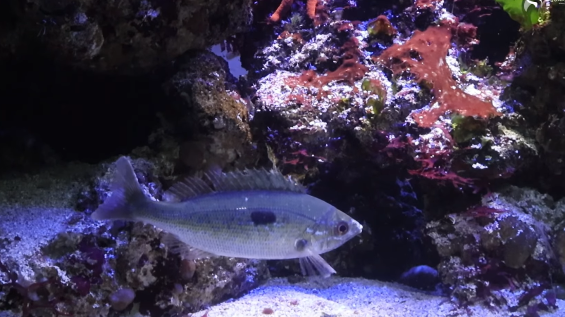 VIDEO Novi stanovnici Aquariuma Pula: Modraci i bežmeci pod budnim okom akvarista