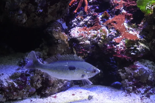 VIDEO Novi stanovnici Aquariuma Pula: Modraci i bežmeci pod budnim okom akvarista