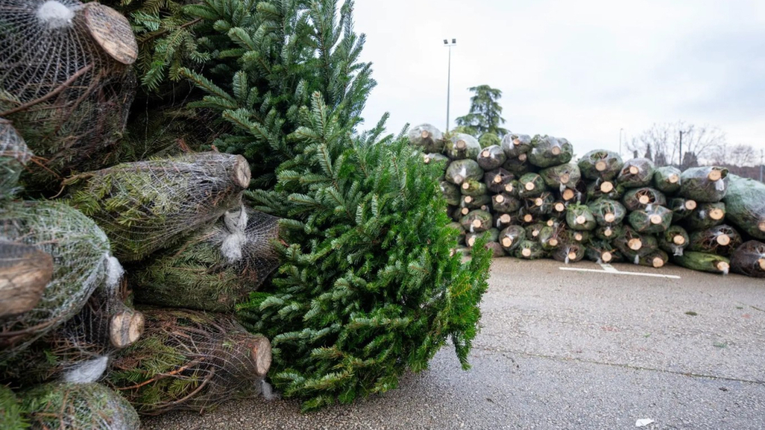 Pula Herculanea: Povrat božićnih drvca traje do petka