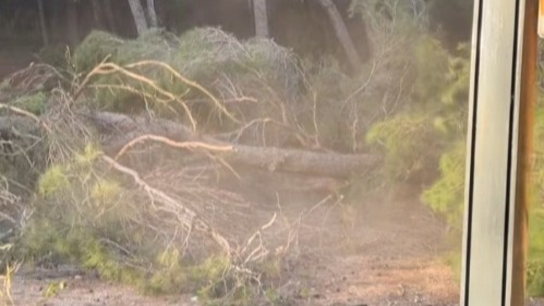 VIDEO Samo pukom srećom nitko nije stradao: Bor u Gortanovoj uvali u Puli jučer se iznenada srušio!