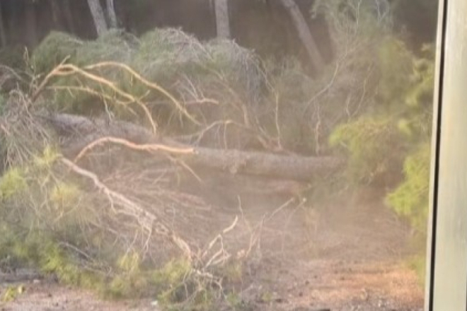 VIDEO Samo pukom srećom nitko nije stradao: Bor u Gortanovoj uvali u Puli jučer se iznenada srušio!